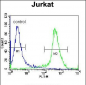 PTPRC Antibody (N-term)